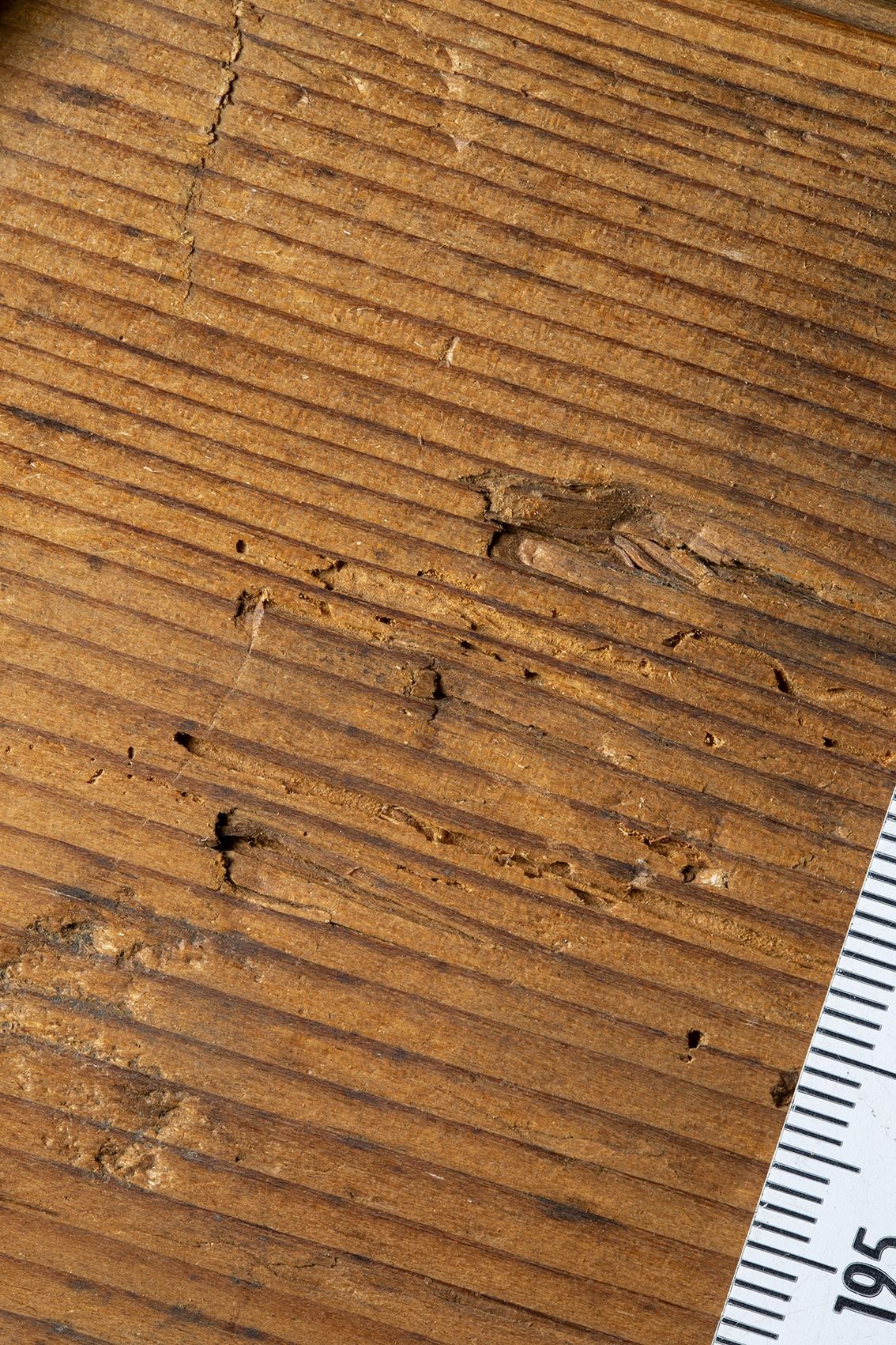 Coupe radiale d’un bois résineux montrant les cernes de croissance
